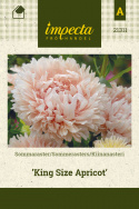 Sommerasters 'King Size Apricot'