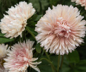 Sommerasters 'King Size Apricot'