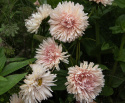 Sommerasters 'King Size Apricot'