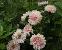Sommerasters 'King Size Apricot'