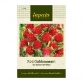 Rød Guldamarant 'Strawberry Fields'