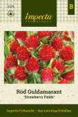 Rød Guldamarant 'Strawberry Fields'
