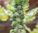 Rosenkål 'Groninger'