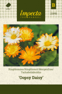 Morgenfrue 'Oopsy Daisy'