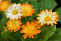 Morgenfrue 'Oopsy Daisy'