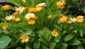 Morgenfrue 'Oopsy Daisy'