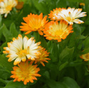 Morgenfrue 'Oopsy Daisy'