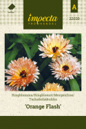 Morgenfrue 'Orange Flash'