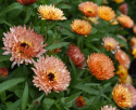 Morgenfrue 'Orange Flash'