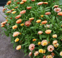 Morgenfrue 'Orange Flash'