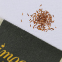 Rød Pampasgræs 'Pink Feather'