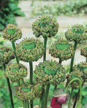 Enkel Valmue 'Polycephalum'