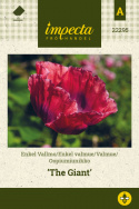 Enkel Valmue 'The Giant'