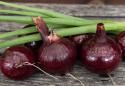 Rødløg F1 'Ruby Star'
