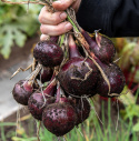 Rødløg F1 'Ruby Star'