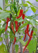 Chilipeber 'De Cayenne'