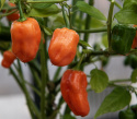 Habanero-chili 'Habanero Orange'