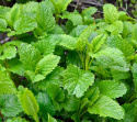 Citronmelisse