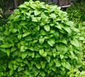 Citronmelisse