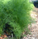 Bladdild 'Tetra'