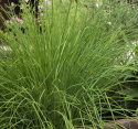 Purløg 'Medium Leaf'