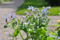 Hjulkrone