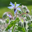 Hjulkrone