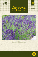 Lavendel