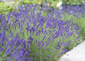 Lavendel