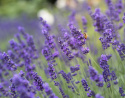 Lavendel