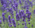 Lavendel