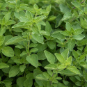 Græsk Oregano