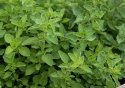 Græsk Oregano