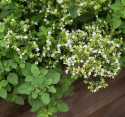 Græsk Oregano