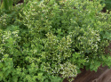 Græsk Oregano