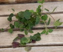 Græsk Oregano