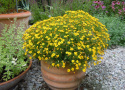 Appelsintagetes 'Signet Lemon'