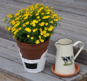 Appelsintagetes 'Signet Lemon'