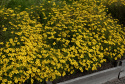 Appelsintagetes 'Signet Lemon'