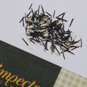 Appelsintagetes 'Signet Lemon'