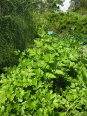 Bladpersille 'Commun 2'