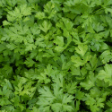 Bladpersille 'Gigante d'Italia/Hilmar'