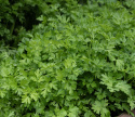 Bladpersille 'Gigante d'Italia/Hilmar'