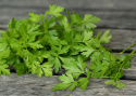 Bladpersille 'Gigante d'Italia/Hilmar'