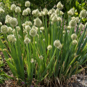 Pibeløg 'Winter Nest'