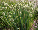 Pibeløg 'Winter Nest'