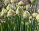Pibeløg 'Winter Nest'