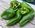 Chilipeber 'Padron'