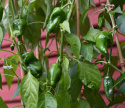 Chilipeber 'Padron'