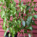 Chilipeber 'Padron'